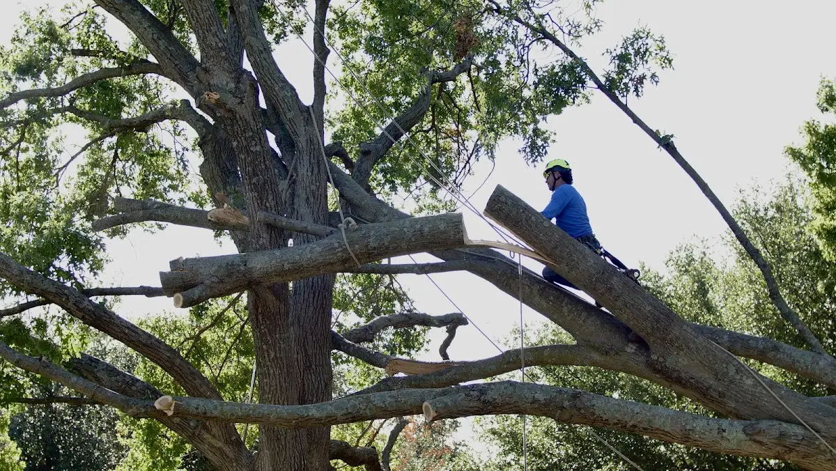 Professional Hazardous Tree Removal performed by certified arborists in Manteca